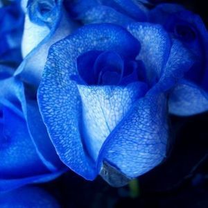 Meet your Posher, Melinda